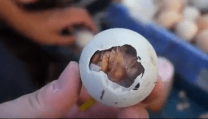 閲覧注意 孵化寸前の卵を茹でた バロット の味とは フィリピンの屋台で珍味を食べてみた