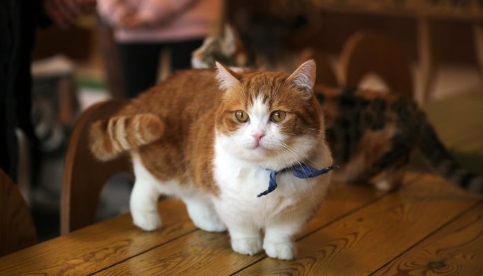 マンチカンのかわいい画像まとめ 子猫も大人猫も 短足が愛らしい