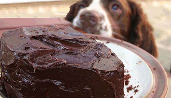 チョコを犬が食べたら死ぬ その症状と食べたときの対策とは