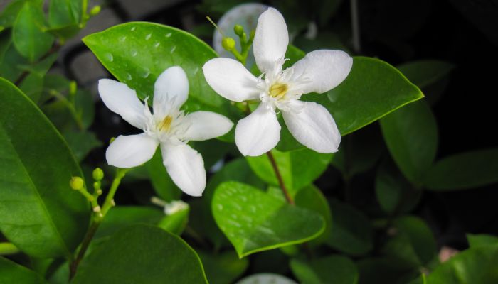 ジャスミンの育て方講座 鉢植えの植え替えや剪定は 種類も紹介 室内やベランダで