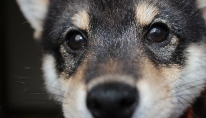 柴犬の顔いろいろ キツネ顔orタヌキ顔にわかれるって本当