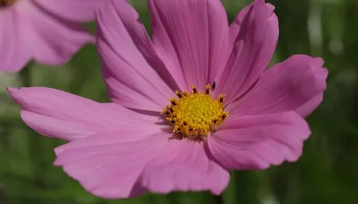 Towi8spl6afluqhttmrc