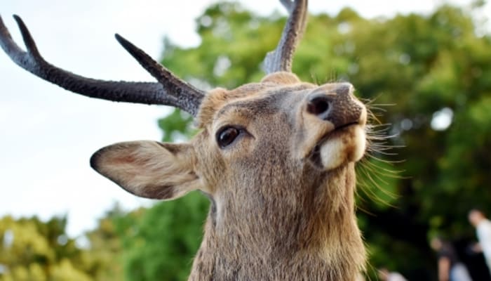 奈良の方言 関西弁との違いは 奈良弁の特徴 語尾などを解説