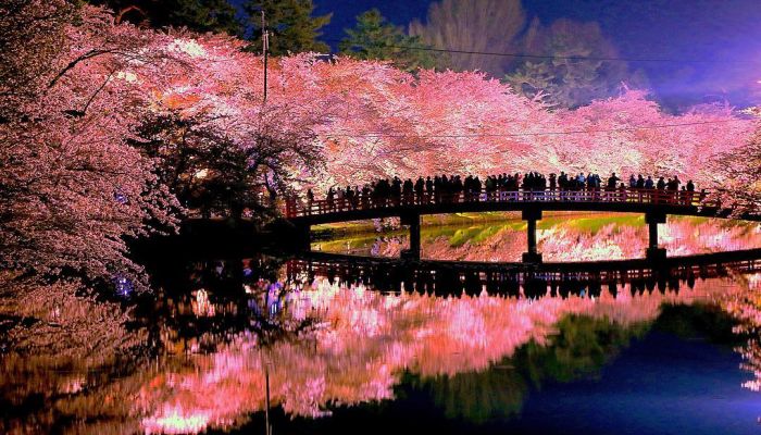 19年版 青森県 弘前公園さくらまつり19で桜を堪能しよう
