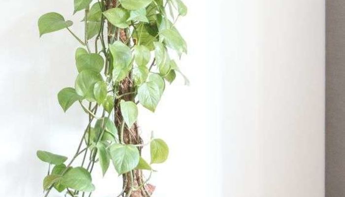 観葉植物はポトスから始めよう おすすめの種類や増やし方を紹介