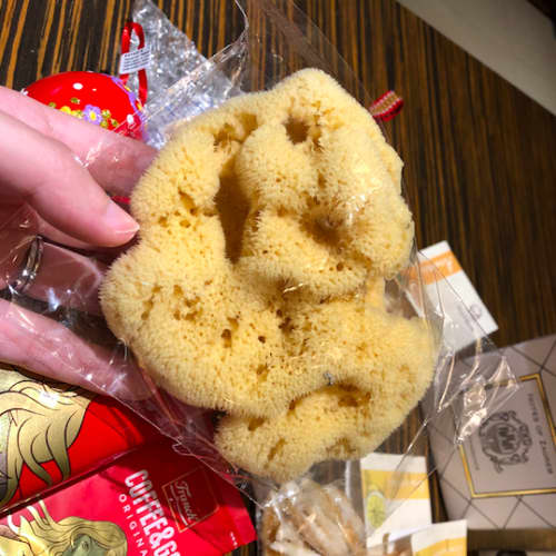 クロアチア 海綿