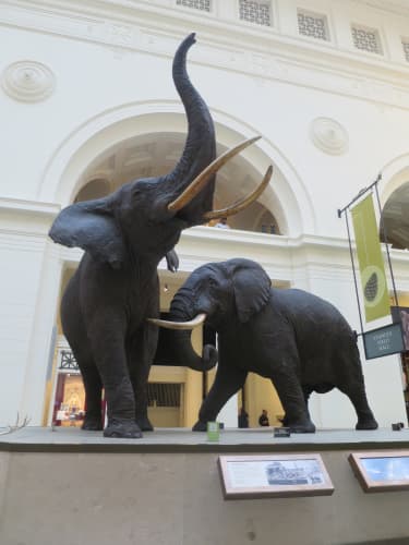 シカゴ フィールド博物館 マンモス