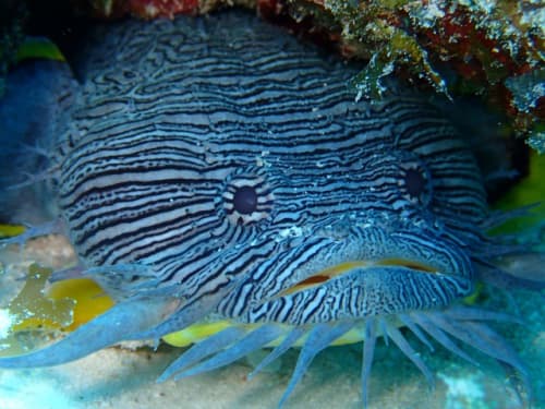 メキシコ カンクンの海で見た生物