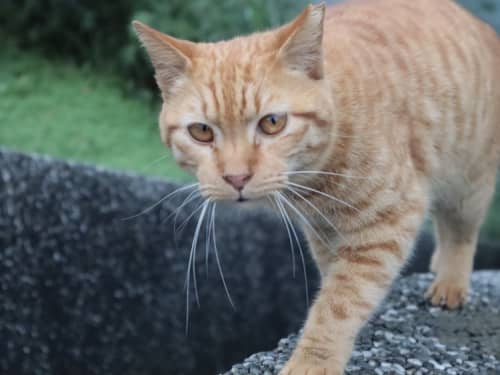 猴硐猫村の猫