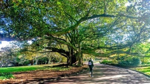 オークランド　アルバート公園の大木