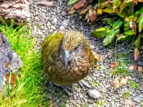 オークランド動物園　ケア