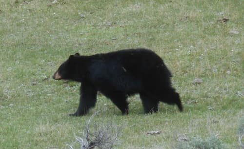 カナダで出逢える野生動物10選 遭遇場所や頻度を経験者が解説