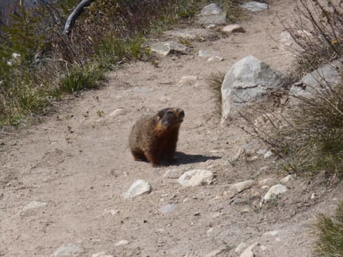 カナダで出逢える野生動物10選 遭遇場所や頻度を経験者が解説