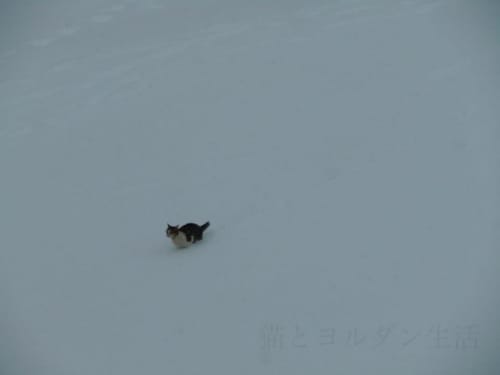 アンマンの雪の中の猫