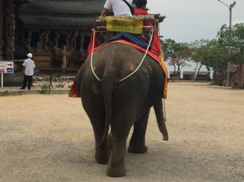 タイでは象にのれるぞう!