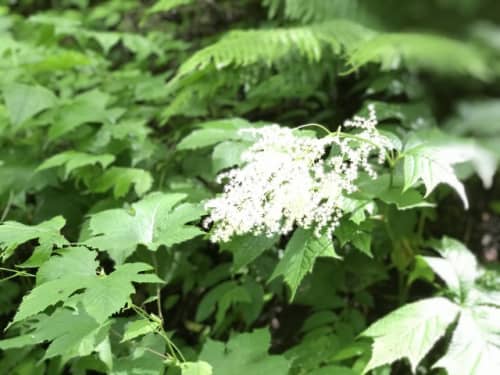 奥飛騨の草