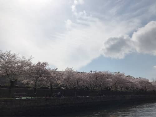 大阪水上バス桜