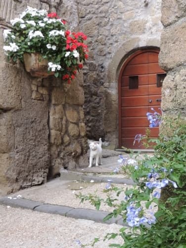 猫と花 イタリアの村
