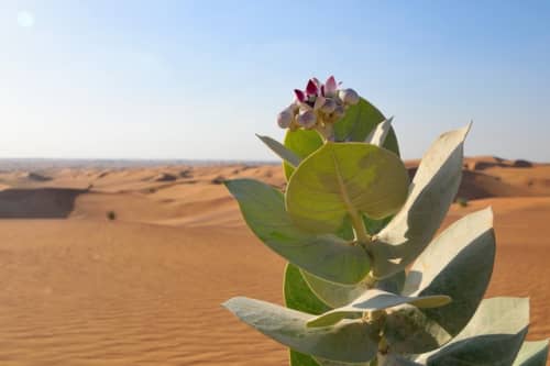 砂漠の花