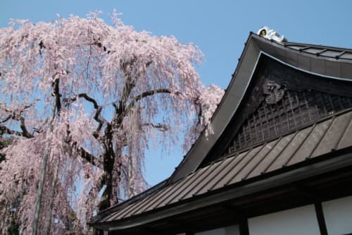 慈雲寺 イトザクラ