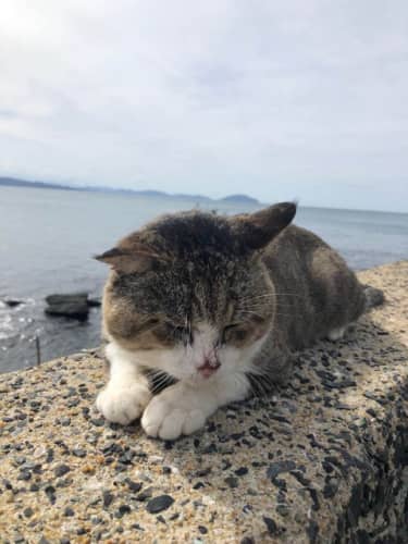 相島猫