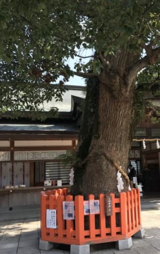 宇佐神宮