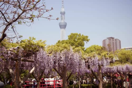 亀戸天神社　藤まつり