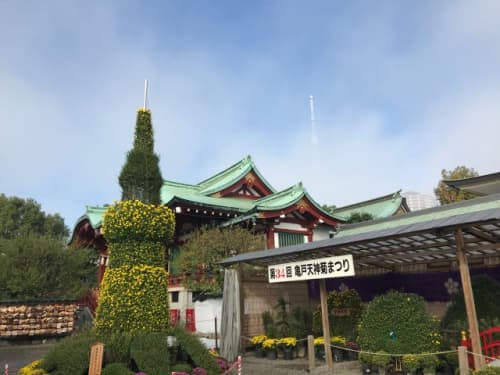 亀戸天神社　菊まつり