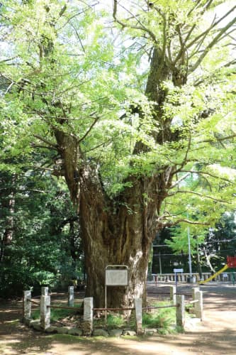 赤坂氷川神社の大銀杏