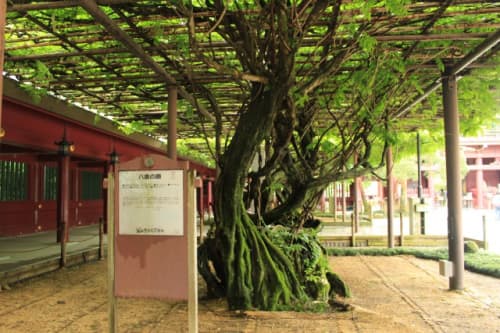 笠間稲荷神社の藤棚