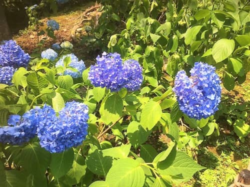 紫陽花1