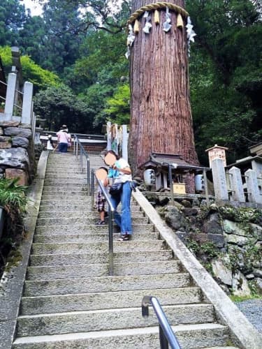 由岐神社大杉