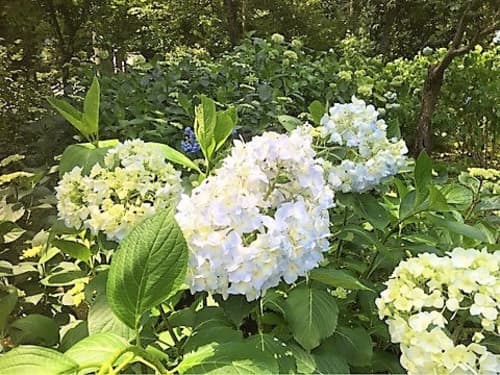 紫陽花2
