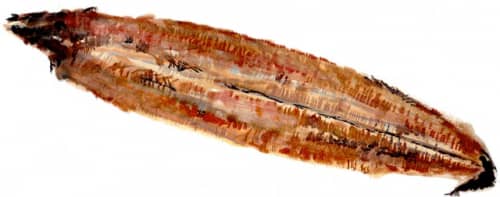 龍川魚商店 うなぎ