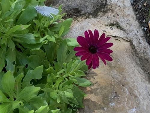 スペイン 野草花
