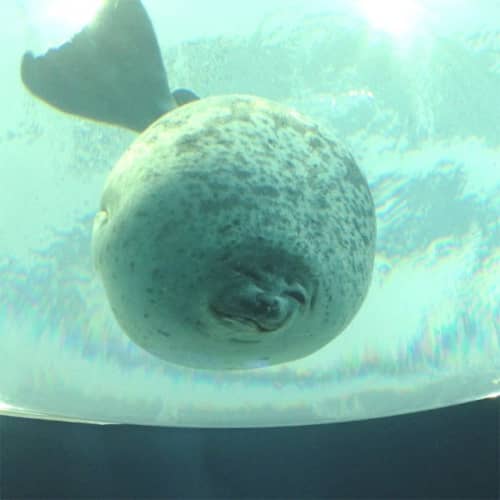 アザラシ