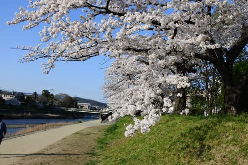 鴨川の堤防の桜