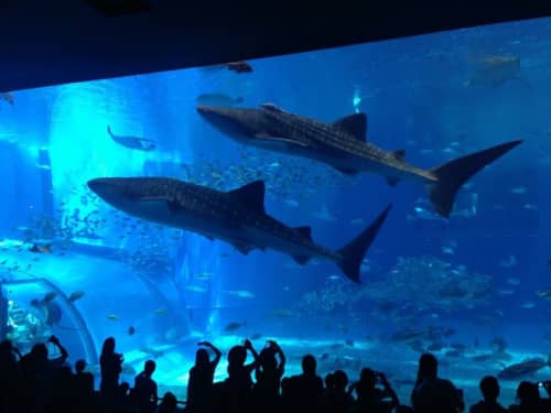 美ら海水族館限定のお土産はこれだ 子供も喜ぶお菓子 グッズをご紹介