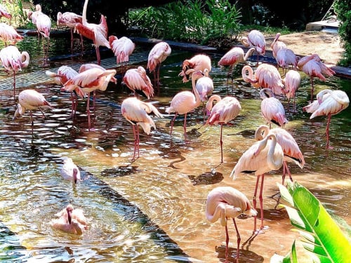 香港の九龍公園