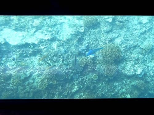 竹富島グラスボートの海中