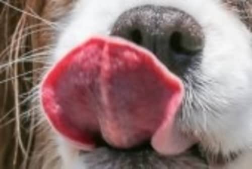 犬の舌