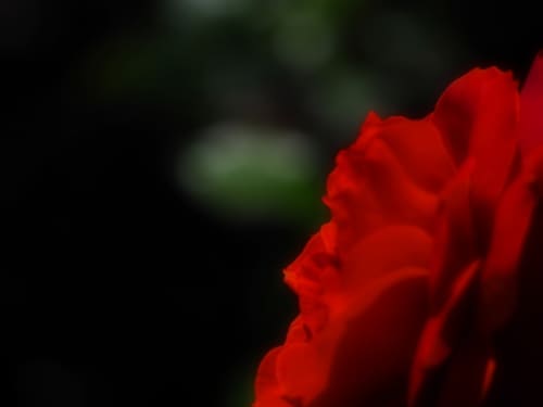赤い薔薇