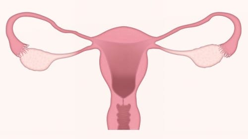 卵巣と子宮