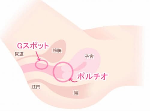 ポルチオ 場所