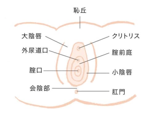 風俗嬢が解説 クリトリスが小さいのは包茎なの 小さくても感じるならok 風俗嬢が解説 クリトリスが小さいのは包茎なの 小さくても感じるならok
