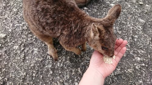 野生ワラビー