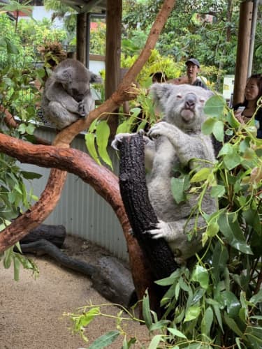 ケアンズおすすめ動物園6選と穴場スポットを紹介 コアラやワラビーと触れ合おう ケアンズおすすめ動物園6選と穴場スポットを紹介 コアラやワラビーと触れ合おう
