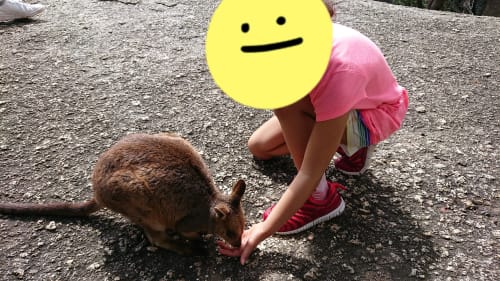 野生ワラビー餌やり