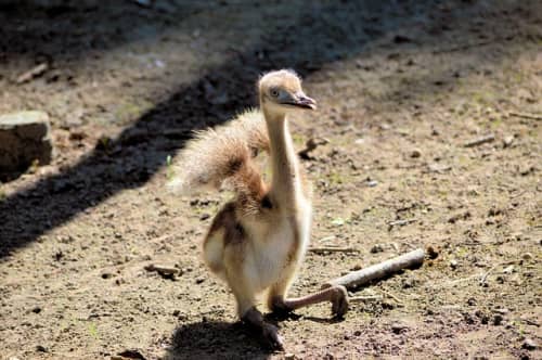 エミュー
