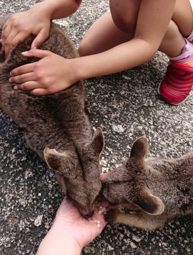 野生のワラビー餌付け